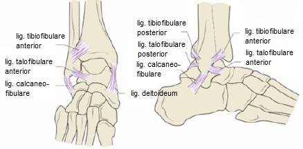 LateraleLigamenten